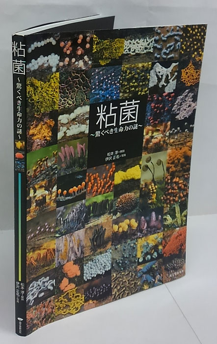 粘菌 驚くべき生命力の謎(松本淳 解説 伊沢正名 写真) / 古本、中古本